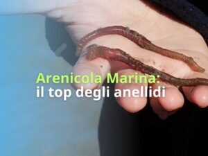 Arenicola marina per pesca sportiva